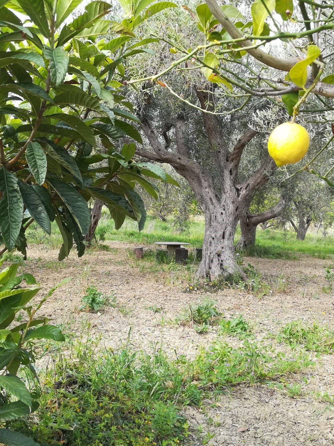 Vanessa Cardui collesano_produzione di limoni