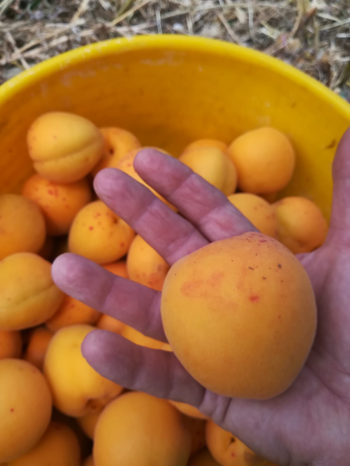 Vanessa Cardui produzione prodotti bio collesano palermo sicilia_frutta stagionale