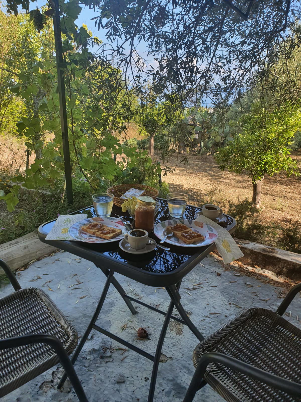 Vanessa cardui_colazione nel patio