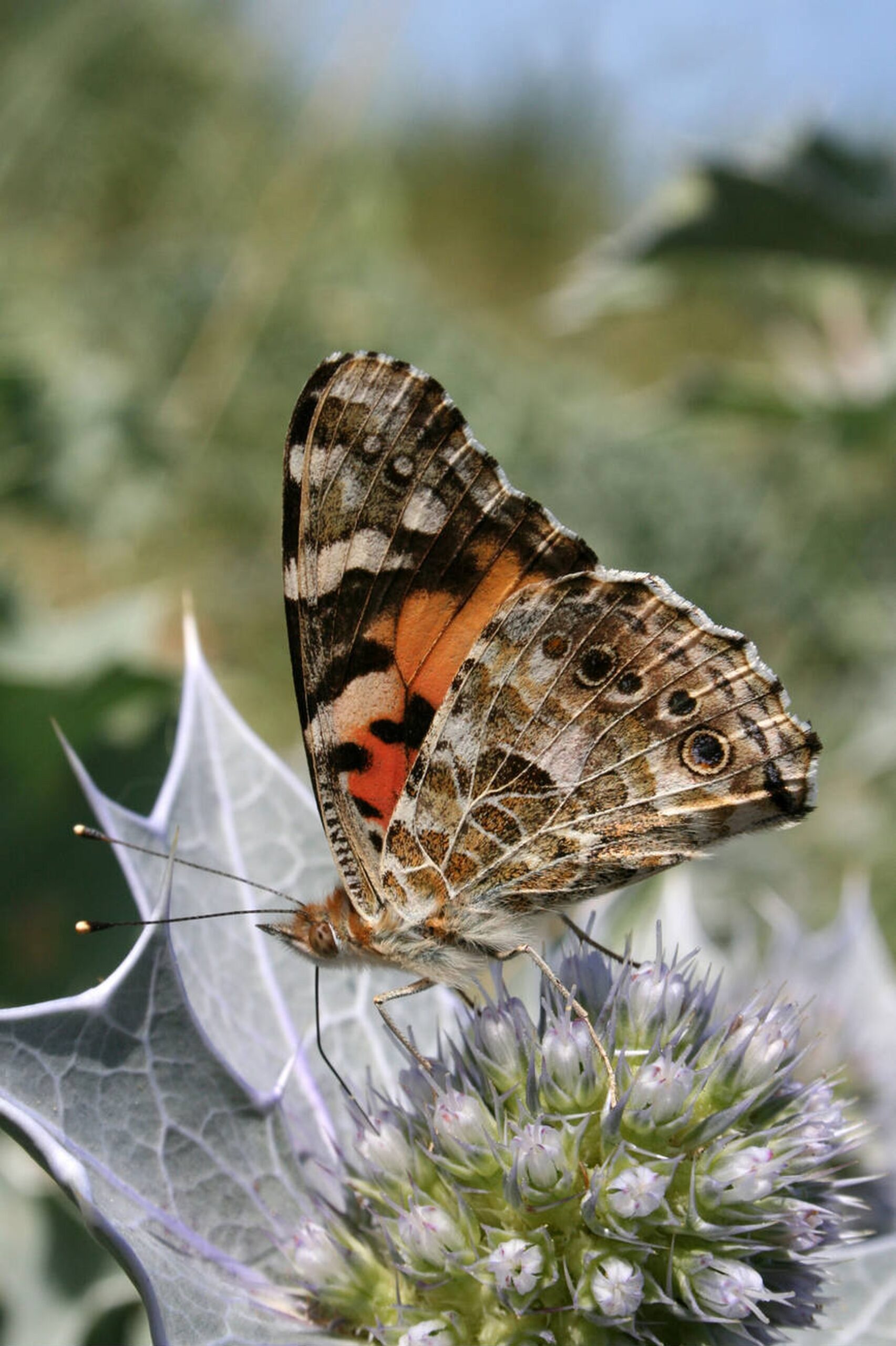 vanessa cardui collesano_farfalla